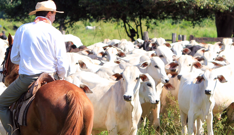 Administração de fazendas de bovinocultura de corte